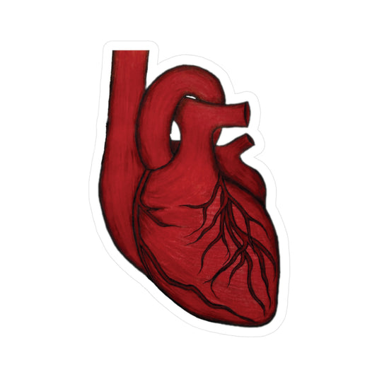 Anatomical Heart Colored Pencil Drawing Vinyl Water-Resistant Sticker